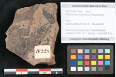 Foto (Objekt + Etikett) von Podozamites malvernicus Ettingshausen (NHMW-GEO-2024-0188-10328)